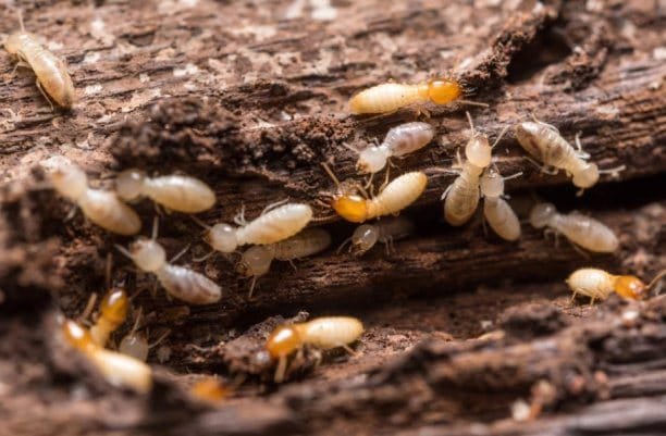 Cara Mencegah rayap di rumah