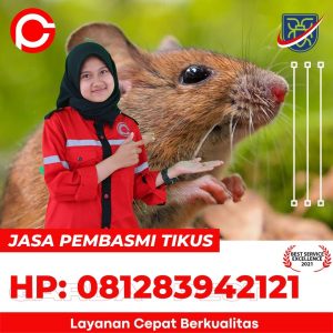 Harga Jasa Pembasmi Tikus Semarang Barat
