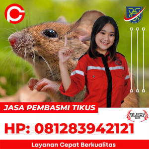 Harga Jasa Pembasmi Tikus Semarang Tengah