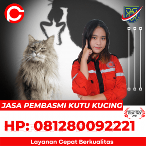 Jasa Pembasmi Pinjal Kucing di Kota Bandung