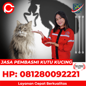 Jasa Pembasmi Pinjal Kucing di Kota Pekanbaru