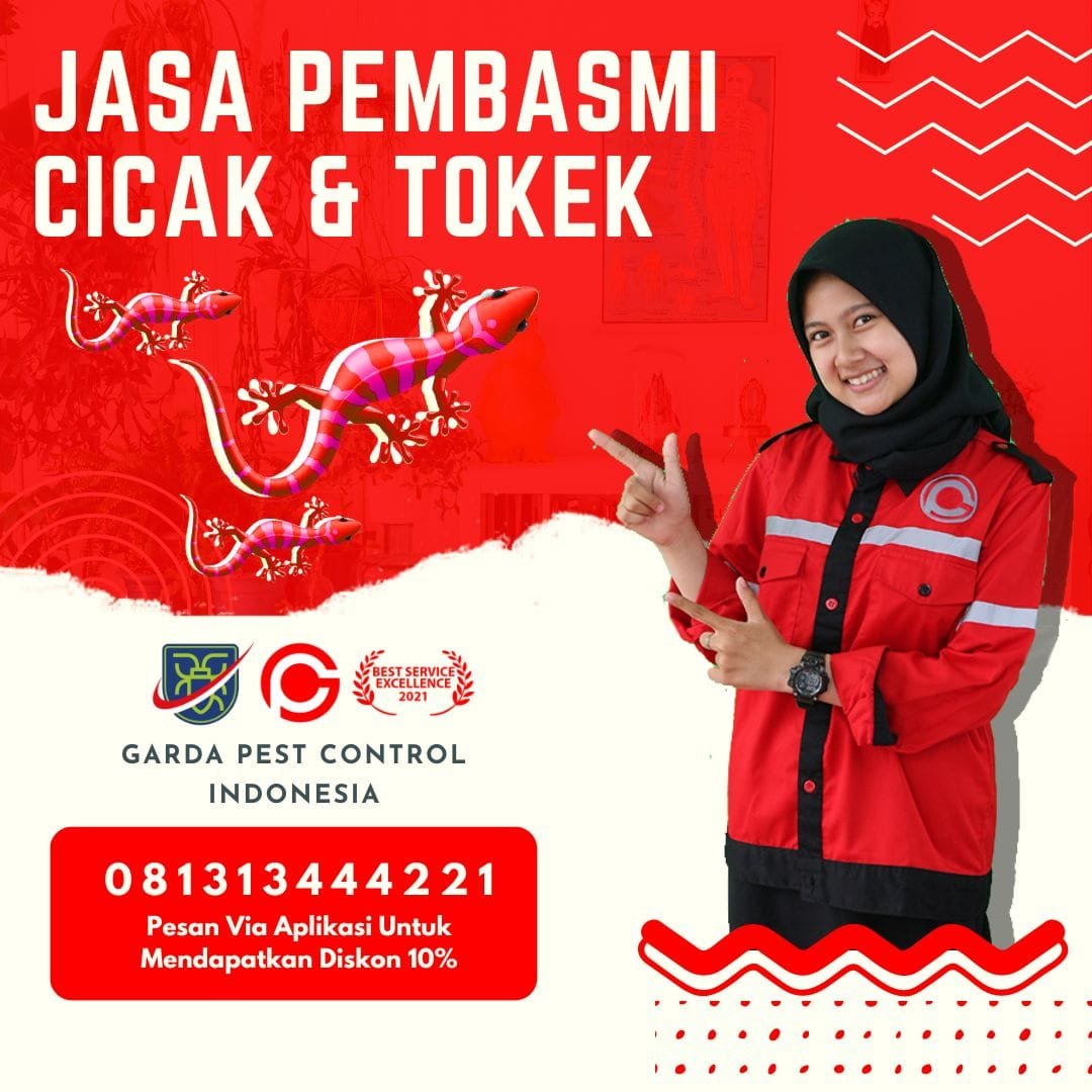 Jasa Pembasmi Tokek Jogja