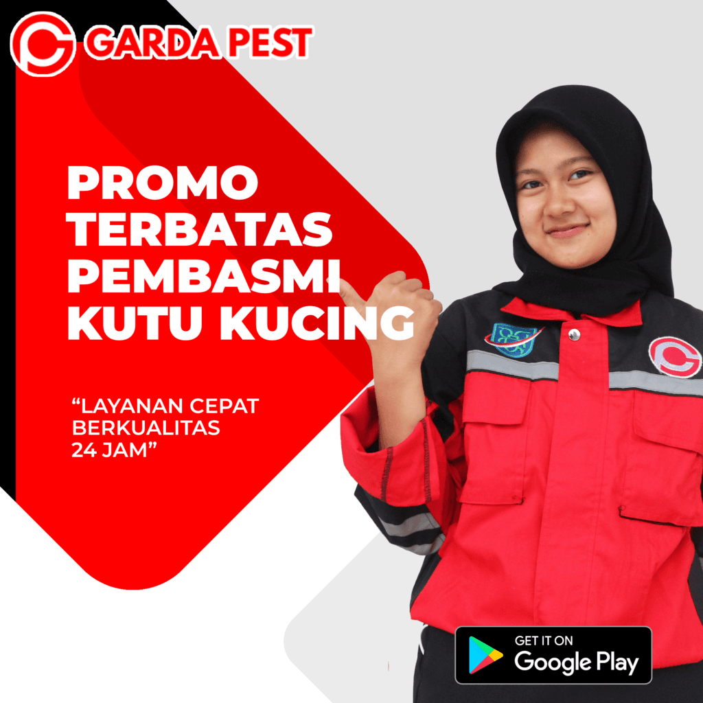 Jasa Pembasmi Kutu Kucing di Bekasi