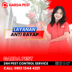 Jasa Anti Rayap Semarang Termurah