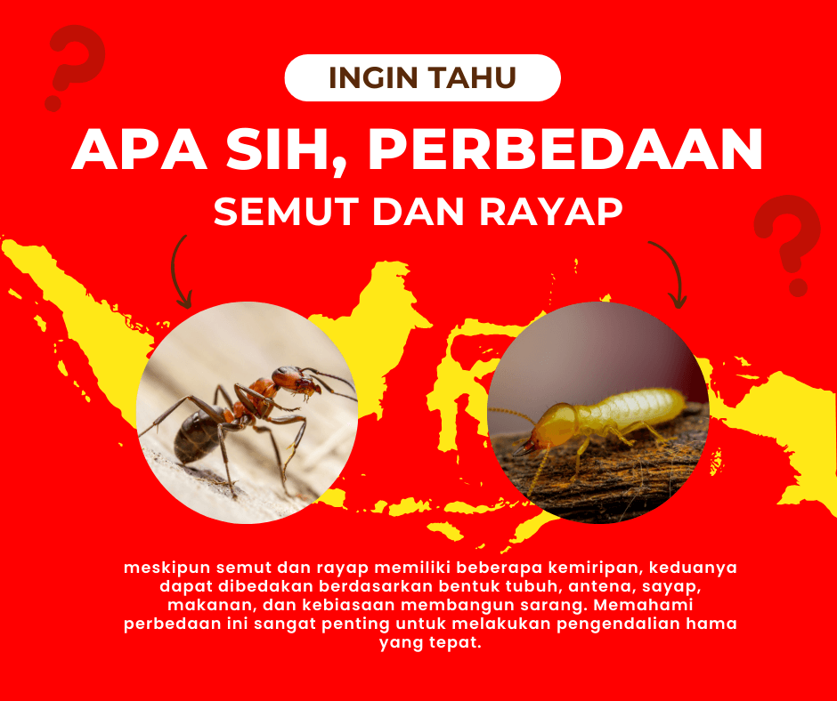 Perbedaan Semut dan Rayap: Kebiasaan dan Cara Tangani