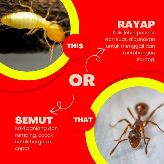 Perbedaan Semut dan Rayap: Kebiasaan dan Cara Mengatasinya