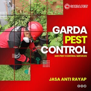 Jasa Pembasmi Rayap Malang