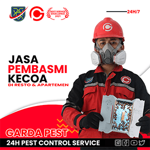 Tradisional Membasmi Kecoa