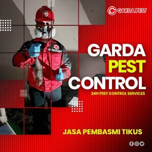 Jasa Pembasmi Tikus di Bantul Terbaik dan Cepat