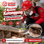 harga jasa pembasmi ketonggeng di bandung Lengkap dan Cara Penanganannya
